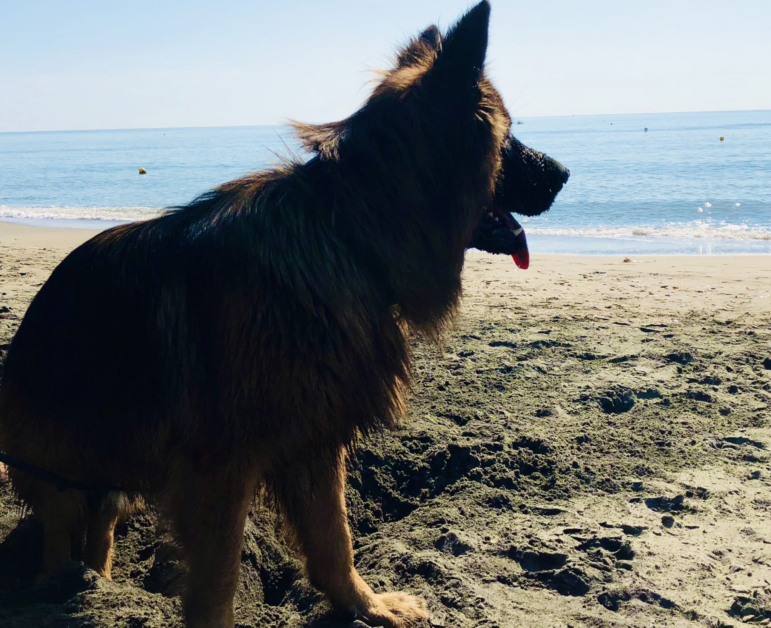 spiaggia dei cani
