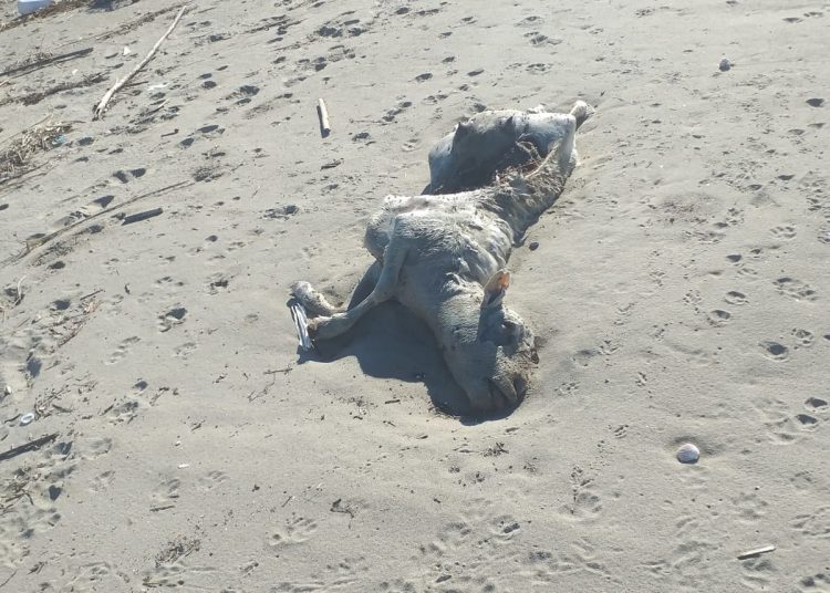 Carcasse di pecora sulla spiaggia. Inquietante ritrovamento a Marina di Ardea 1
