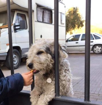 cane smarrito