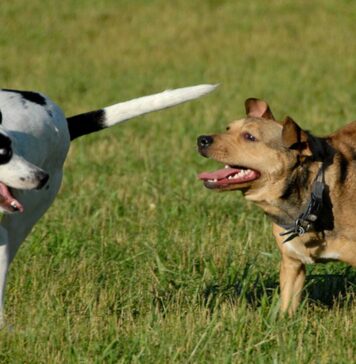 CANI-PARCO-PINETO-BENESSERE-NATURA-ROMA-LUGLIO