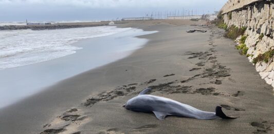 delfino