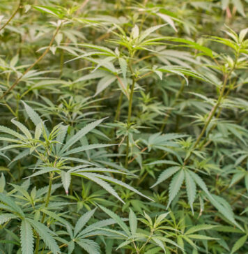 marjiuana