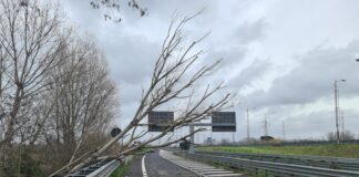 albero roma-fiumicino