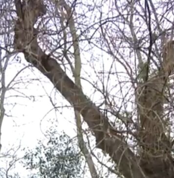 alberi