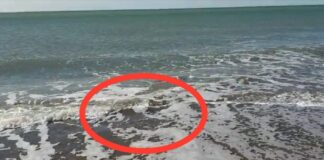 Il totano gigante filmato sulla spiaggia di Ostia