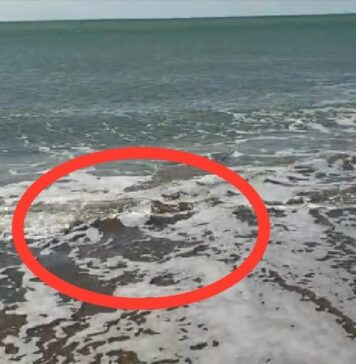 Il totano gigante filmato sulla spiaggia di Ostia
