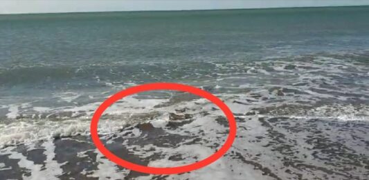 Il totano gigante filmato sulla spiaggia di Ostia