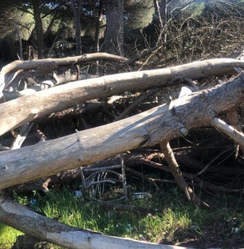 L'albero liberato dalle siringhe alle Acque Rosse