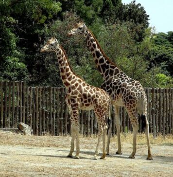 bioparco roma