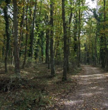 bosco di palo