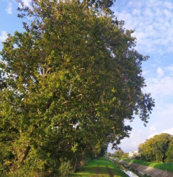 cea passeggiate natura