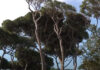 pineta fregene