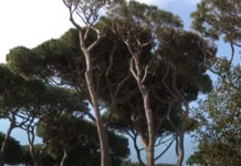 pineta fregene