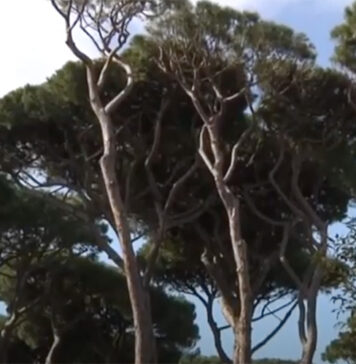 pineta fregene