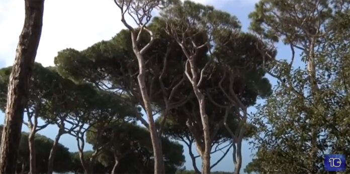 pineta fregene