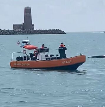 balena grigia i soccorsi