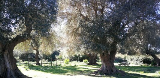 bonifica ex tenuta guglielmi