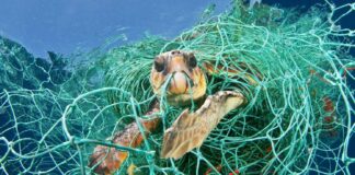 rifiuti marini tartaruga