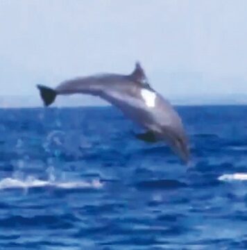 delfini