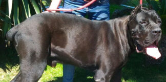 cane-corso-oipa-roma