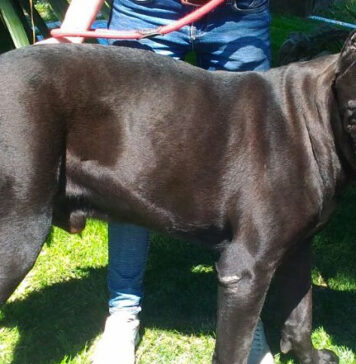 cane-corso-oipa-roma