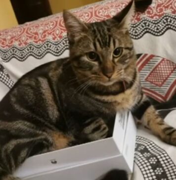 gatti scomparsi infernetto