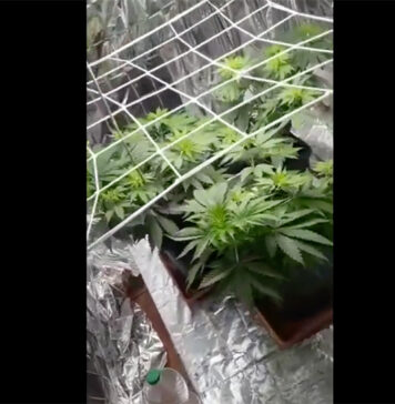 marijuana ostia
