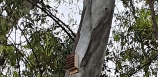 pipistrelli fiumicino zanzare