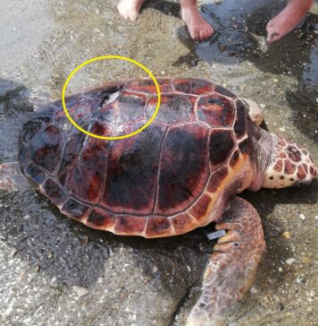 tartaruga morta Ostia