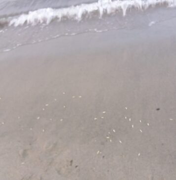 vermi sulla battigia di Ostia ponente