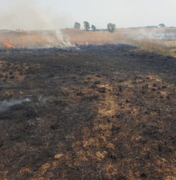 incendio parco leonardo