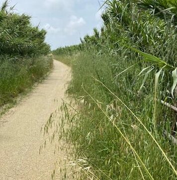 pista