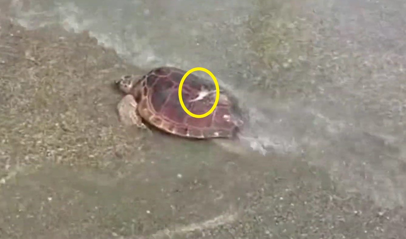 Ostia, tartaruga uccisa dal colpo di un’elica 1