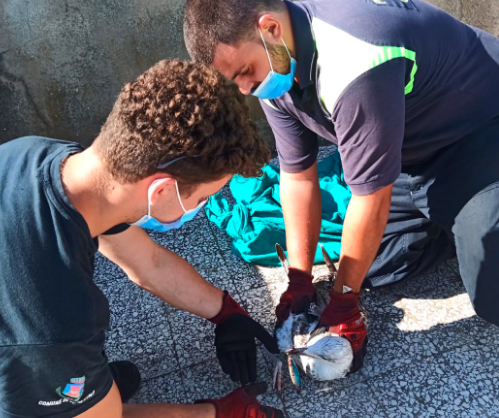 Gabbiani uncinati da ami da pesca salvati a Ostia e Fiumicino 3