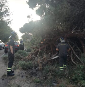 albero Via del Mare