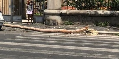 Tragedia sfiorata a Ostia: grosso ramo si schianta sul marciapiede (VIDEO) 1