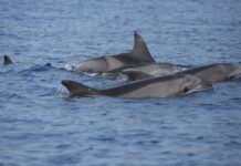 delfini alle secche di tor paterno