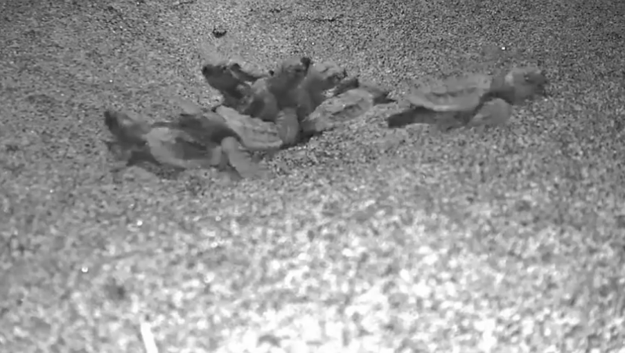 Schiuse le uova di tartaruga deposte a Ostia: guarda il momento della nascita (VIDEO) 1