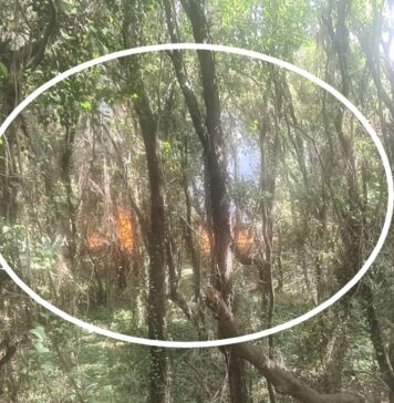 incendio macchia mediterranea