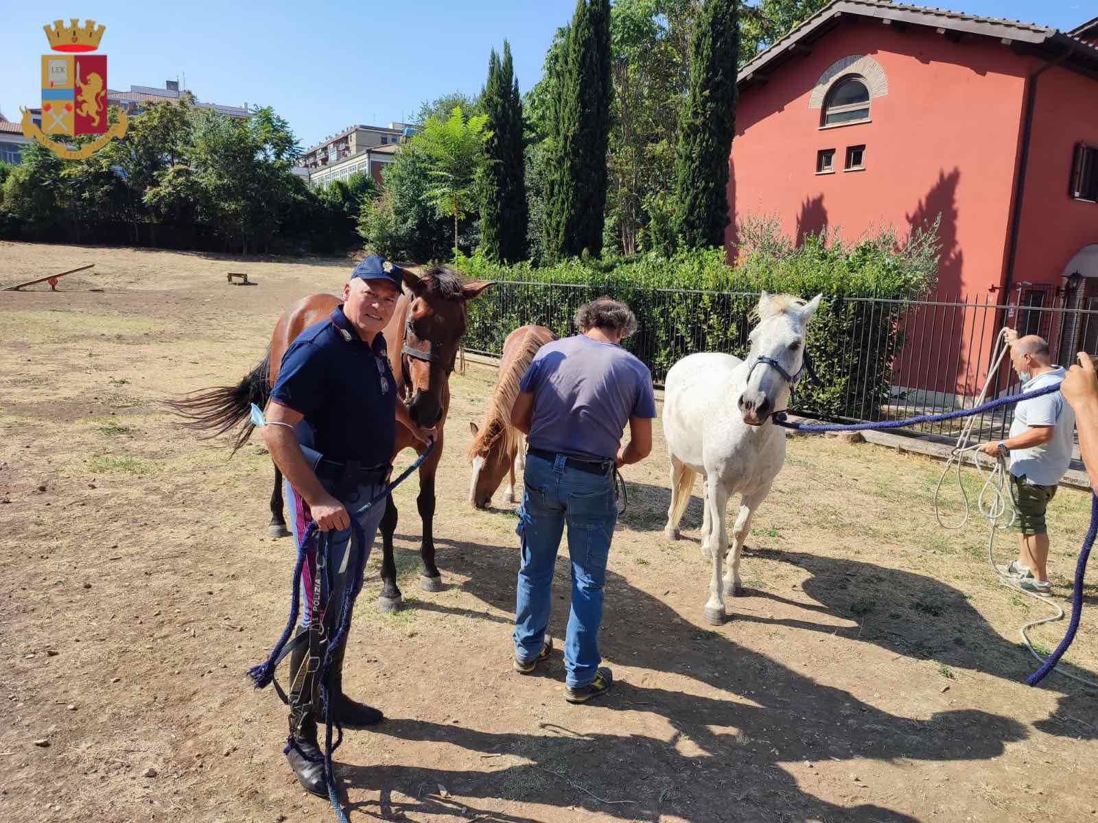 cavalli in strada roma