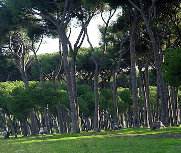 pineta