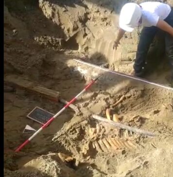 cavallo