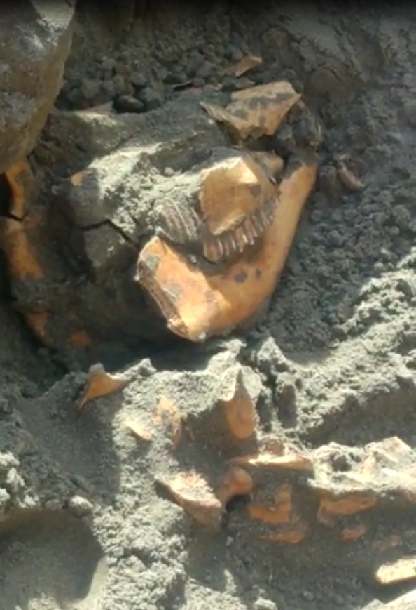 Lo scheletro di un cavallo e un mosaico: affiorano a Ostia curiose testimonianze (VIDEO) 1