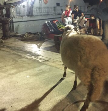la pecora sbarcata a Lampedusa