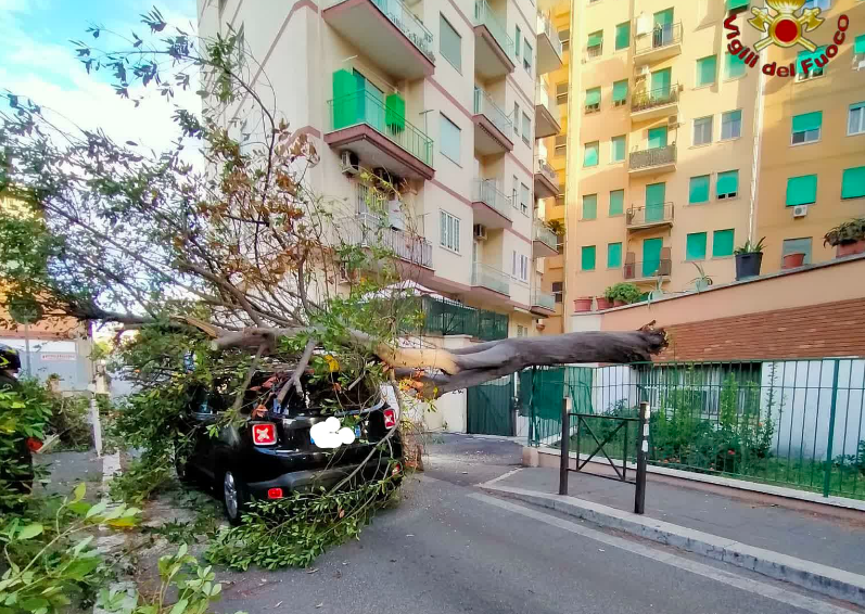Roma: paura per la caduta di un grosso albero su un'auto in transito 1