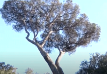 Al via a settembre l'abbattimento dei pini a Ostia, Infernetto e Castel Fusano: gli esemplari, ormai secchi, sono stati colpiti dalla cocciniglia tartaruga e non c'è più margine per salvarli