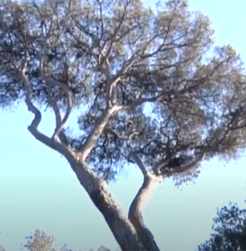 pineta-castel-fusano