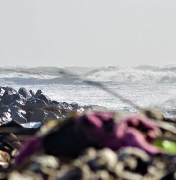 scogliere ostia