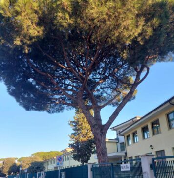 scuola pigne copertina