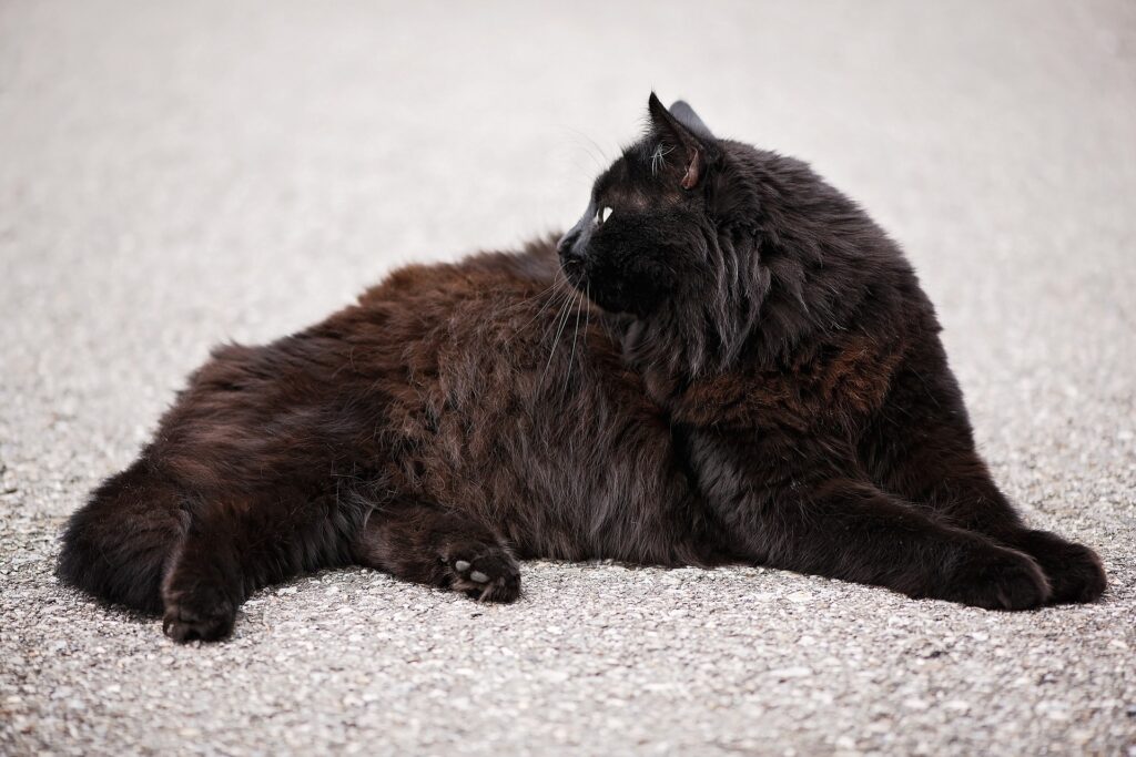 Task force per difendere il gatto nero dalle superstizioni 2